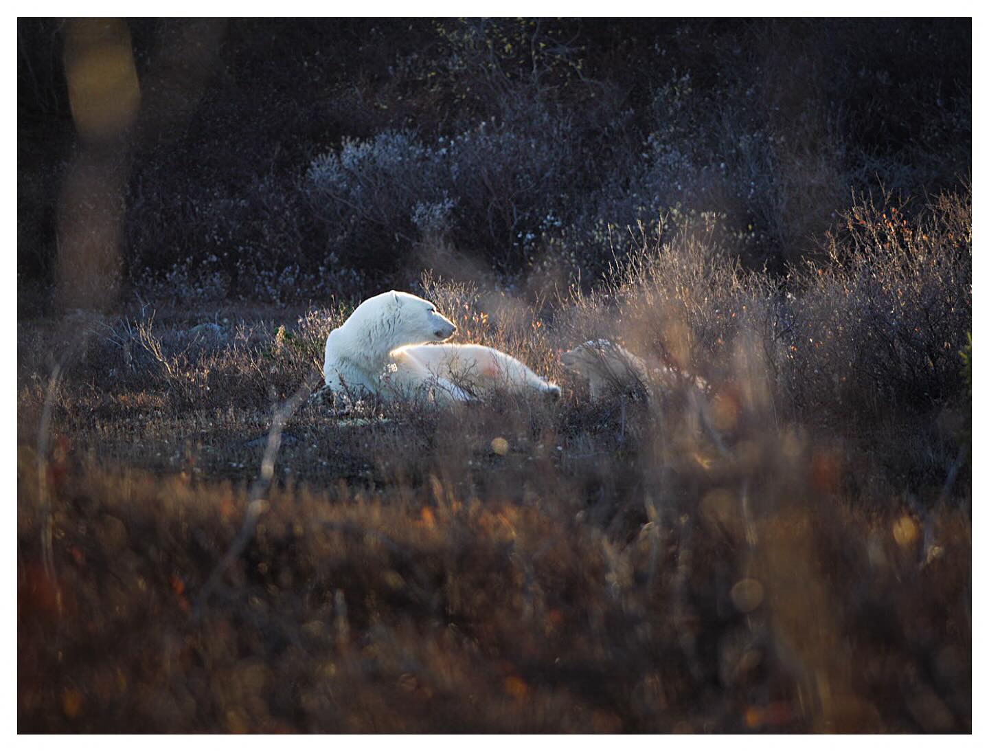 Polar bear backlit by golden sun, sleeping in bushes