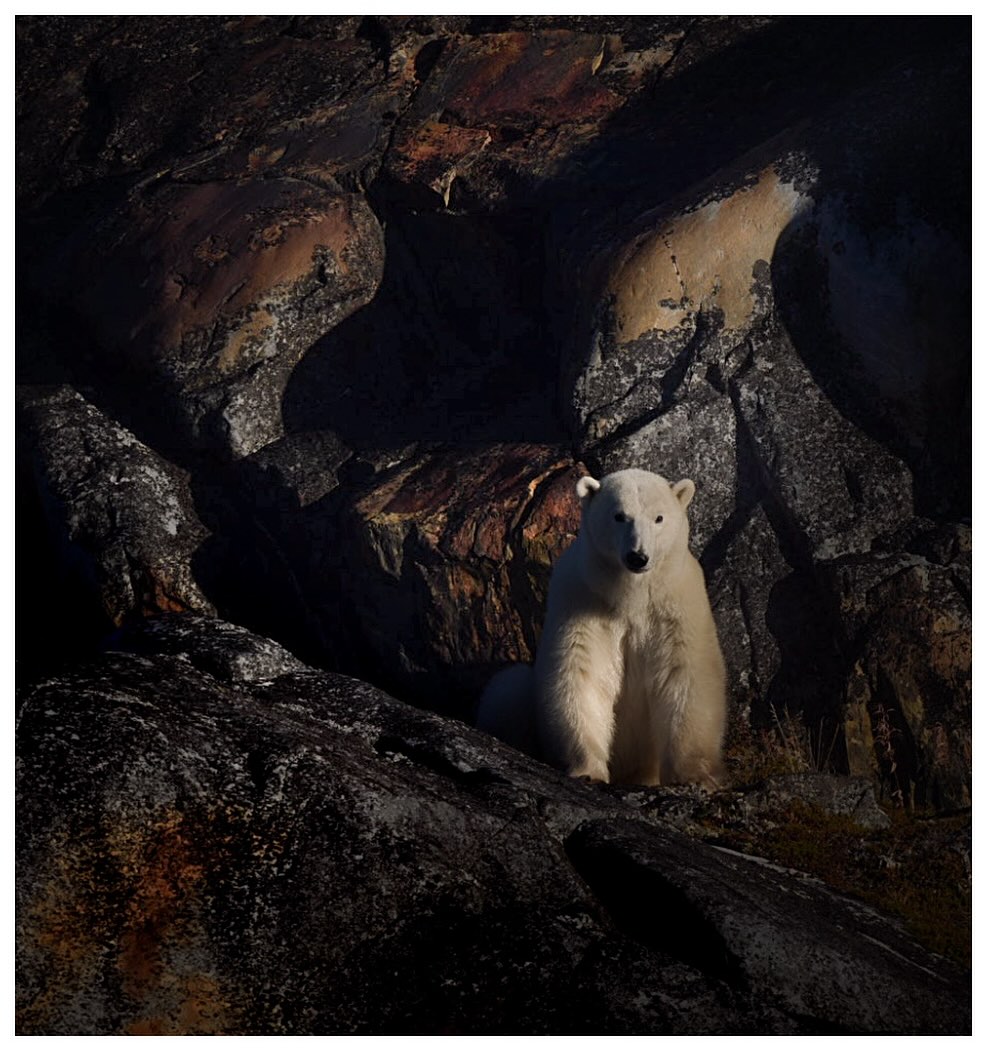 Polar bear, stark white, against deep dark rock shadows