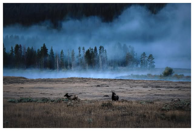 Elk herd in misty cold blue dawn field